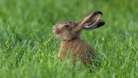 An image of a rabbit sitting in grass. The animal is in profile facing to the left of the picture