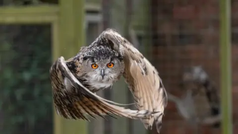 An owl mid flight looking directly at the camera with big bright orange eyes. The bird is beige, black and brown speckled with a black beak and long wings curled round its body.  