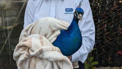 A peacock with a female RSPCA inspector