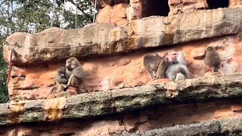 There are five baboons sitting high up on a ledge of a sandstone cliff which has caves. There is a rope running along the ledge above them and there are trees beyond. 