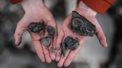 Lyme Regis Museum Fossils are held up in a pair of hands for display, recently found on a beach. The rocks are black, with shell imprints on them.