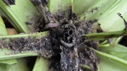 BBRO A sugar beet crop that has been destroyed at the crown by beet moth larvae. Two larvae can be seen on the plant that has been partly destroyed.