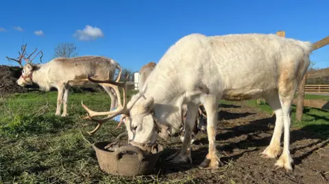 Reindeer eating some feed in a bucket on the floor. There's one in the background stood up. There's blue sky and they are in a pen with grass.