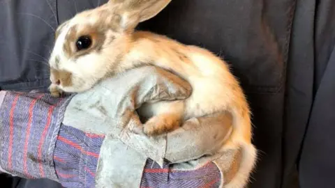 Dave Gordon Rabbit