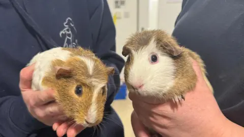 A picture of two guinea pigs being held. There is two people wearing navy jackets and shirts. They are holding the guinea pigs, ginger and white in colour.