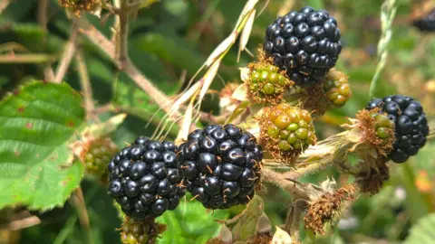Kendal Jay Close up of a bramble sporting four very ripe blackberries, and three green unripe ones. There is foliage in the background, out of focus.
