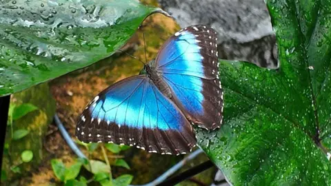 A close-up photo of a butterfly resting on a leaf. The butterfly has blue wings - dark in the middle and lighter towards the edges, with white dots on a thick black rim. 