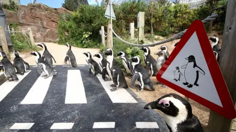 Living Coasts Penguins