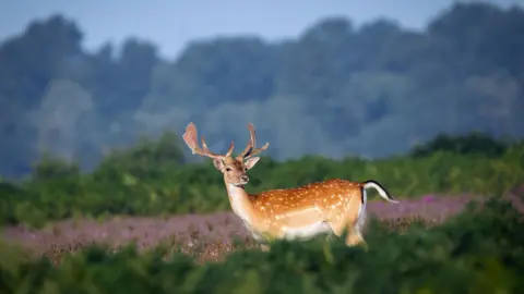 A brown and white flecked deer with large antlers stands in purple heather in the New Forest. In the foreground there is out of focus green vegetation and behind you can see green foliage and trees.