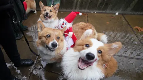 Three corgis look at the camera. One wears a toy Santa on his back.