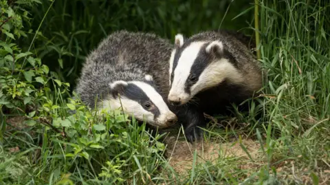 Two badgers sitting side by side in the grass