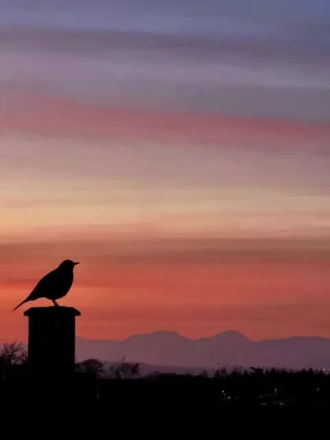 Soph McCormack-Gow The silhouette of a blackbird against an orange sky, with hills in the background