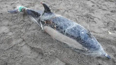 Rob Wells A dolphin completely encased in a nylon fishing net