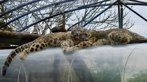 Katy Booth/BBC Tara and Pavan are lying down on a plastic clear tunnel. Their heads are against each other and their front paws are touching.