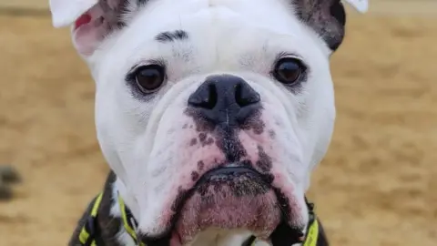 Salisbury Dogs Trust Bulldog