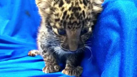 Getty Images A leopard cub seized from the luggage of a passenger travelling from Bangkok to Chennai International airport, 2 February 2019