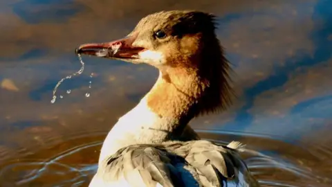 Graham Christie The image shows a Goosander (Mergus merganser) duck with its head turned to the side, its beak open and a stream of water dripping from it. The duck is in a body of water, likely a lake or pond, and the background is a blurred out, blue and brown water surface.