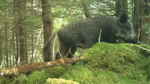 FLS The pig is running through a forest. It is partly obscured by large lump of moss.