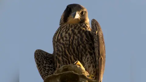 Kim Paul Peregrine chick 2020, Norwich Cathedral