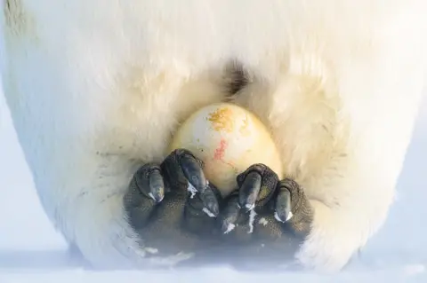 Stefan Christmann A penguin incubates an egg on top of its feet