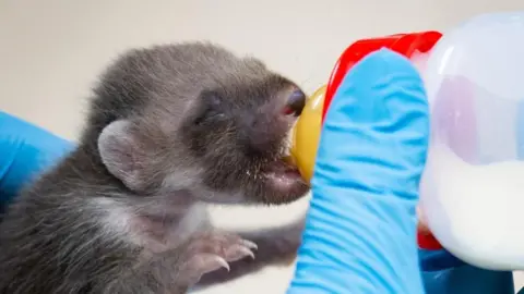 Vale Wildlife Hospital A baby pine marten is fed from a bottle by a person wearing blue gloves. It has its eyes closed.