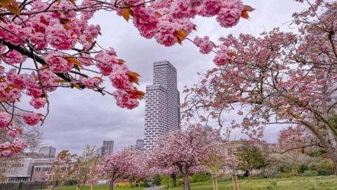 Pink blossom on three sides of the picture with grey skies behind a  block of flats