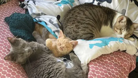 RSPCA Benny and Teddy are pictured resting on a bed with lots of blankets as well as another adult cat. Benny and Teddy face the camera while the other cat sleeps.