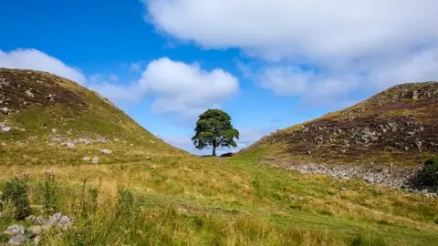 The Sycamore Gap tree before it was cut down. It is sitting in a dip in the landscape and surrounded by grass and stones. The sky is blue with some large clouds. The landscape is rough, rocky undulating grassland.