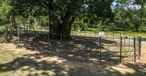 Andres Jablonski Tree with metal fencing and shady area below