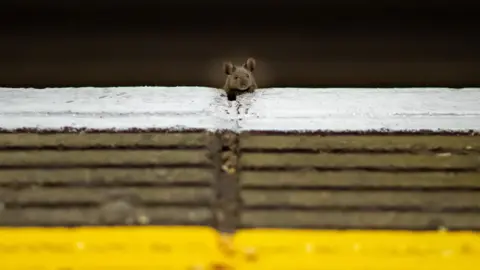 Jon Pitman A little mouse pokes its head up over the edge of a London Underground platform.