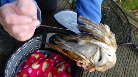 RSPCA plea after owl rescued from fishing wire in Hastings - BBC News