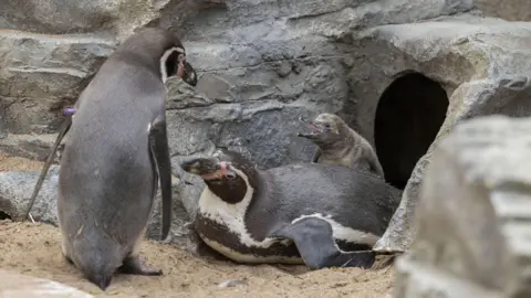 West Midlands Safari Park One of the new chicks is pictured behind a lying down adult penguin while another adult penguin stands in front of them both. They are positioned in front of a hole in the rocks.