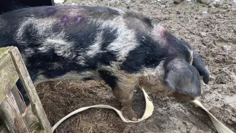 Essex Fire and Rescue Dolly the pig