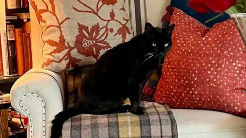 Alexandra Rose Black cat sat in an armchair