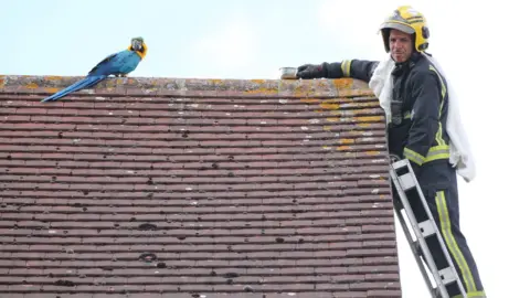 REX/Shutterstock Crew manager Atinc Horoz and parrot Jessie on the roof