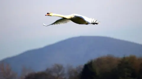 John Kerr Swan in flight