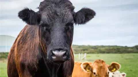 Getty Images A black cow from Anglesey