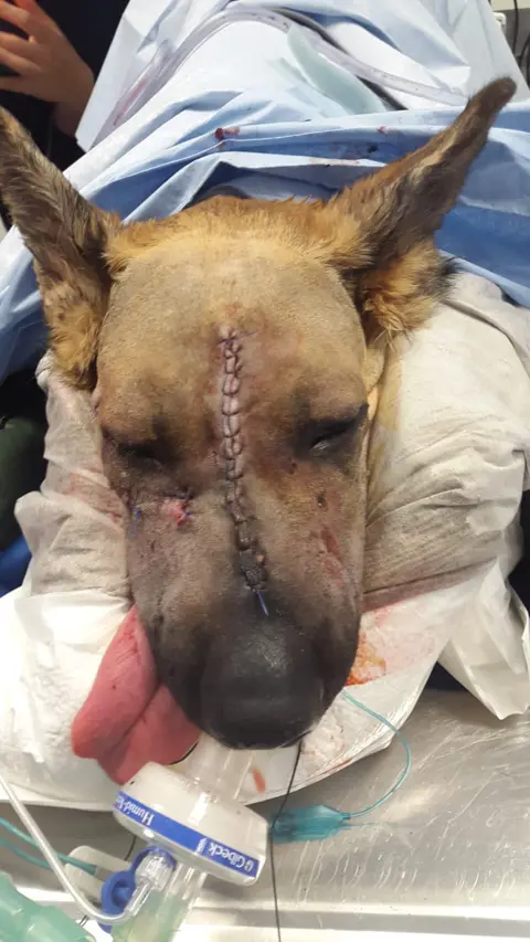 Scarsdale Vets Bella during the operation