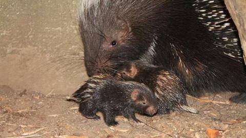 Porcupines: Meet the super cute twin porcupettes born at London Zoo ...