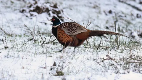 Getty Images Glen Fruin pheasant