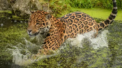 Chester Zoo Napo, a jaguar