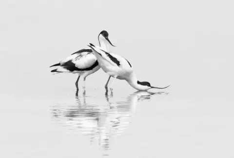 Oliver Butcher Avocets