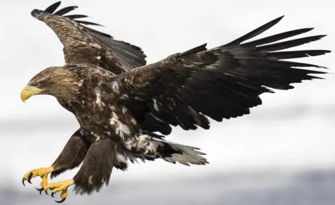 Getty Images A white-tailed eagle