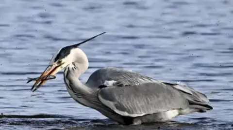 A close up of a heron that has caught a fish in the middle of a lake. The small fish is lodged in its beak.