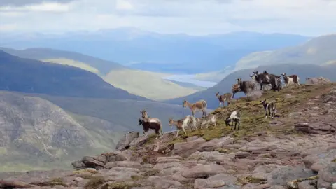 A group of wild goats, all with varied colours of fur - some brown, black and white, gathered together on the top of a mountain.