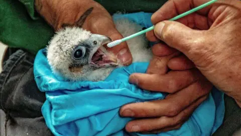 A peregrine falcon chick wrapped in blue material. A swab is being put into its beak as part of a DNA swab.
