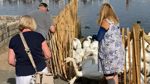 Luke Deal/BBC Swans poke their heads through a wooden fence that has been partly removed. Three people watch the swans.