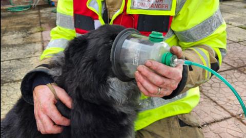 A dog receiving oxygen