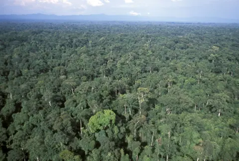 Getty Images Hutan Gabon