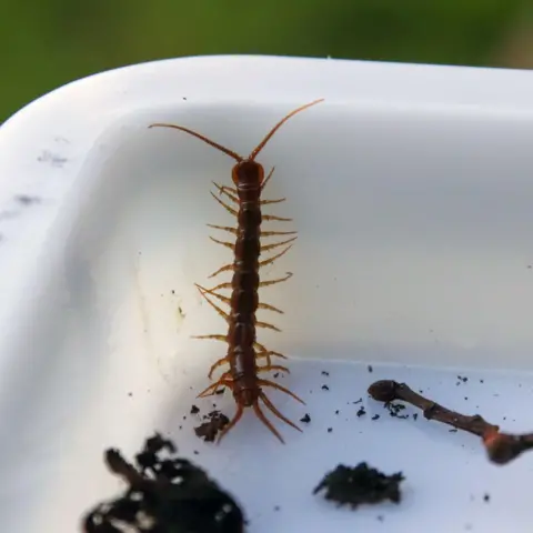 BBC / JOSH PARRY Close-up of a brown centipede with long antennae and many legs, in a white container with bits of soil
